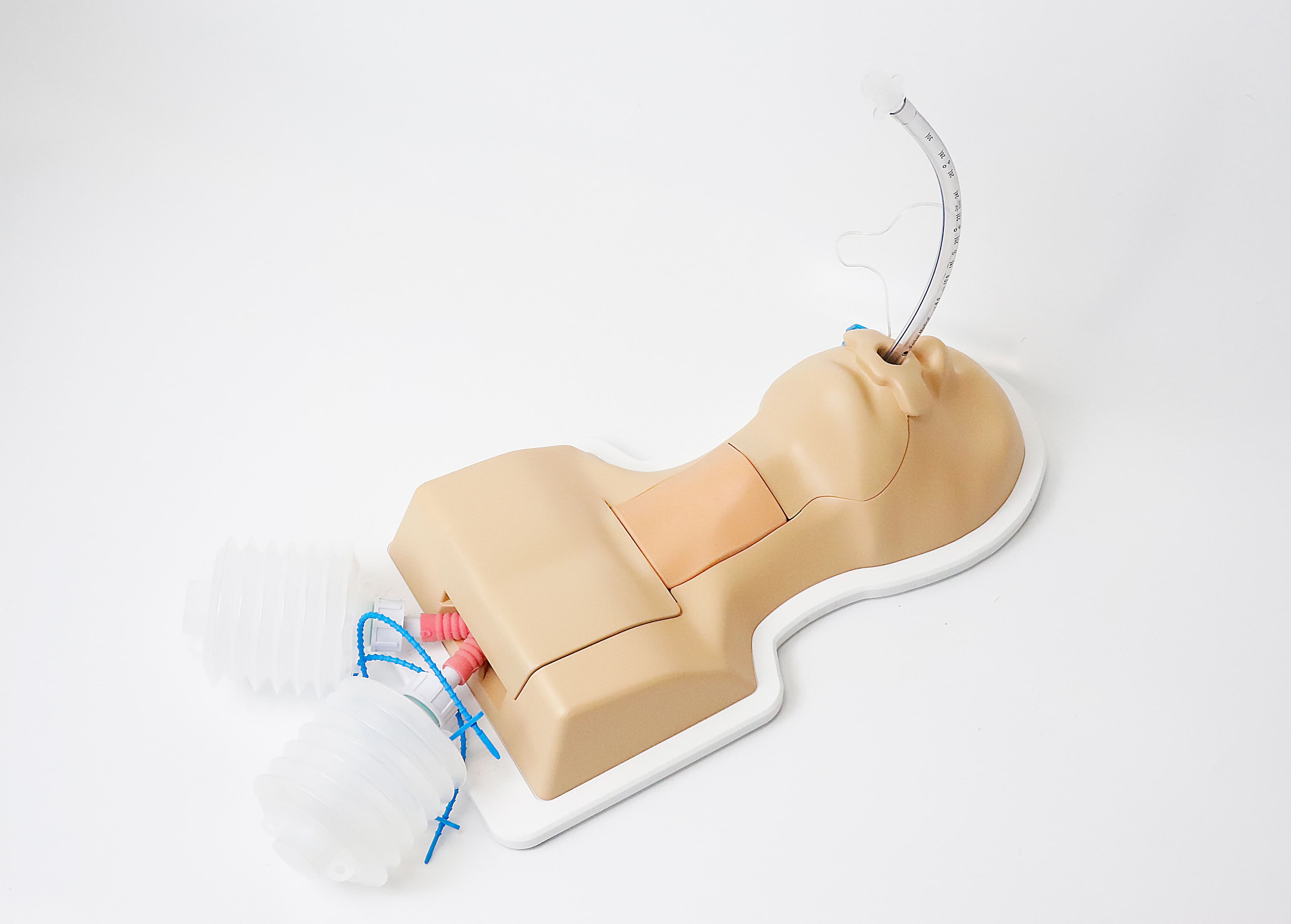 Bronchoscopy-Guided Cricothyrotomy and Tracheostomy Trainer