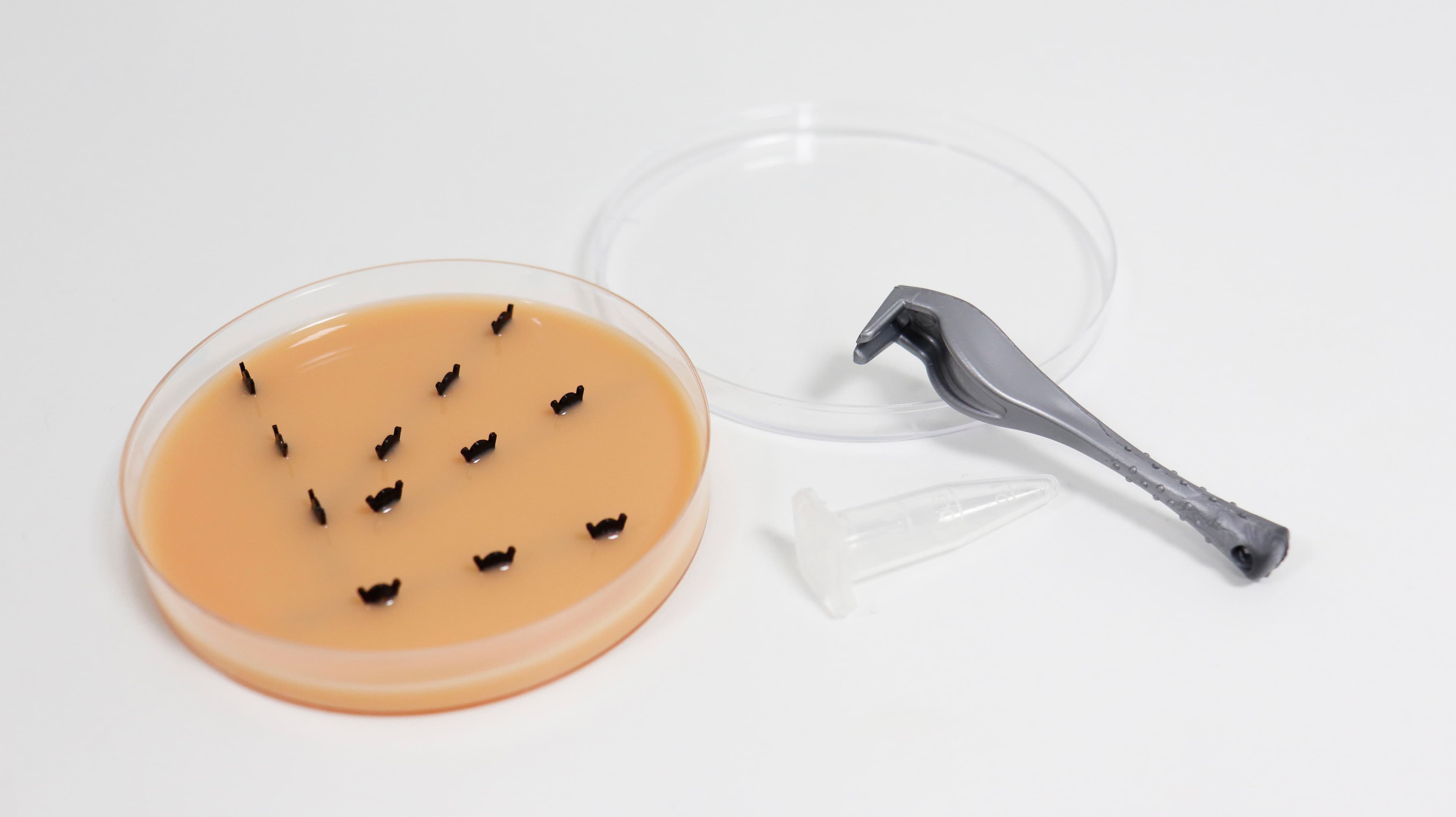 Tick Removal Trainer